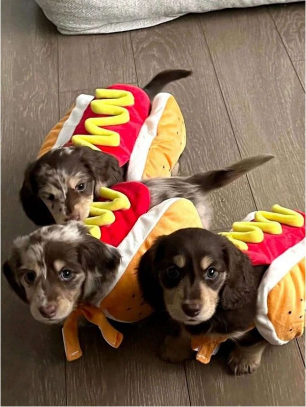 Pet Costume Funny Hot Dog And Ham Shape Transformation Clothes For Cats And Dogs Photography Prop