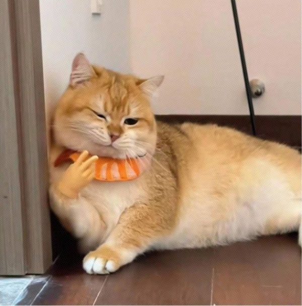 Paw Glove Funny Cat Toy Scissors Stone Hand Fake Human Hand Elastic Prank Glove Funny Gag Prop
